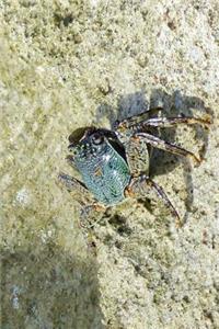 Little Blue Crab in the Tide Pools Journal
