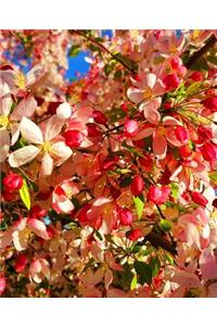 School Composition Book Spring Cherry Tree Blossoms