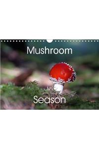 Mushroom Season 2018