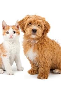 Havanese & Tabby Kitten Notebook & Journal. Productivity Work Planner & Idea Notepad