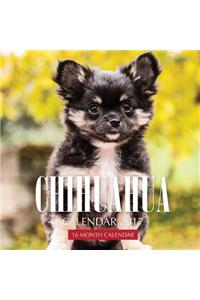 Chihuahua Calendar 2017