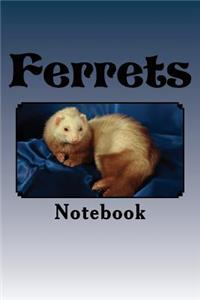 Ferrets