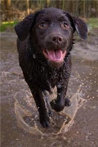 Delighted Chocolate Labrador Retriever Running in the Water Journal