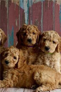 Look at the Sweet Goldendoodle Puppy Dogs Pet Journal: 150 Page Lined Notebook/Diary