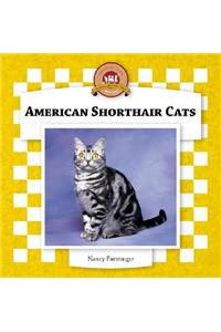 American Shorthair Cats