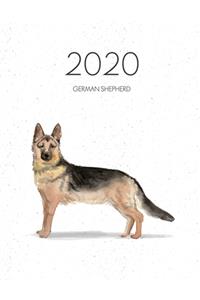 2020 German Shepherd