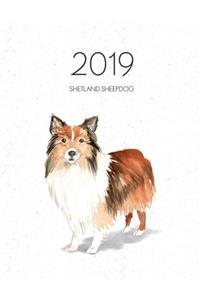 2019 Shetland Sheepdog