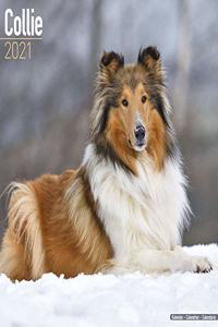 Collie 2021 Wall Calendar
