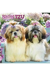 Shih Tzu 2020 Square Foil