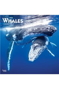 Whales 2020 Square