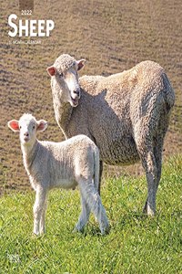 Sheep 2022 Square