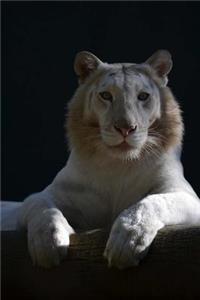 White Lion