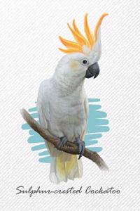 Sulphur-crested Cockatoo