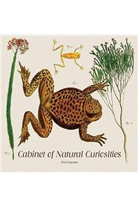 Cabinet of Natural Curiosities