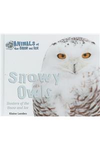 Snowy Owls