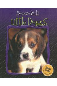 Little Dogs