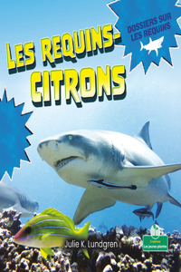 Les Requins-Citrons (Lemon Sharks)