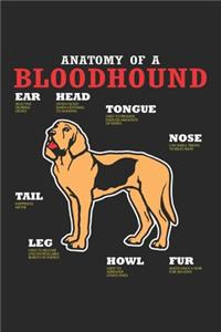 Anatomy Of A Bloodhound