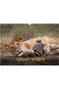 Kenyan Wildlife 2017