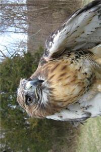 Red-Tailed Hawk Portrait Journal