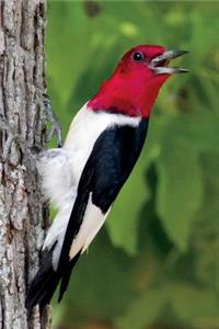 Red-Headed Woodpecker Journal