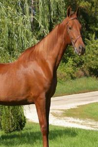 American Saddlebred