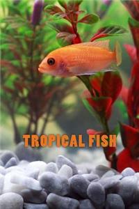 Tropical Fish