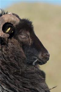 Wooly Gray Horned Black Sheep Animal Journal