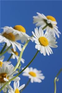 Sweet and Cheerful Shasta Daisy Garden Flower Journal