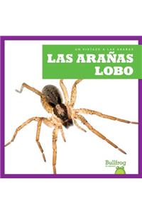 Las Aranas Lobo (Wolf Spiders)