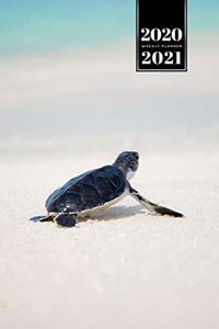 Sea Turtle Tortoise Terrapin Week Planner Weekly Organizer Calendar 2020 / 2021 - Baby to the Beach