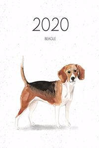 2020 Beagle