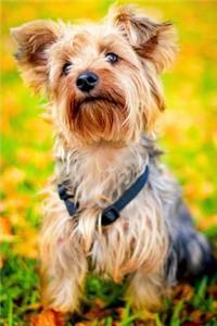 Cute Little Yorkie In the Autumn Grass Journal