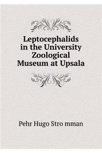 Leptocephalids in the University Zoological Museum at Upsala