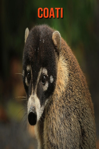 Coati