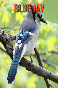 Blue Jay