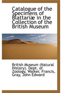 Catalogue of the Specimens of Blattari in the Collection of the British Museum