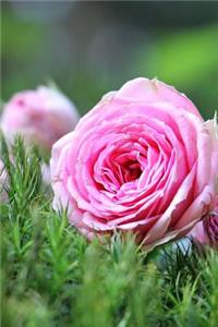 A Charming Pink Moss Rose Bush in the Garden Journal