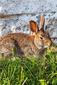 Wild Rabbit Enjoying the Sun in the Backyard Wildlife Journal
