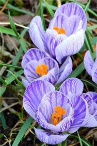 Crocus Flower Blooms in the Ground Journal