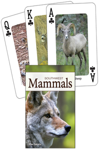 Mammals of the Southwest