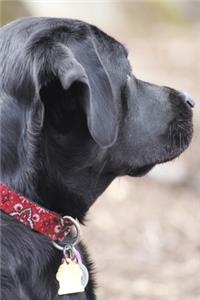 2020 Daily Planner Beautiful Black Labrador Retriever Dog Photo 388 Pages