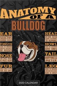 Anatomy Of A Bulldog