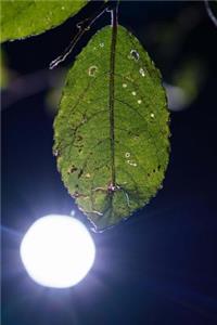 Leaf with Back Light Journal