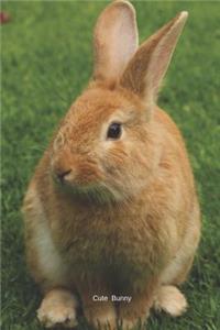 Cute Bunny