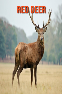 Red Deer