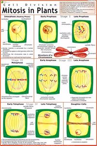 Mitosis In Plants