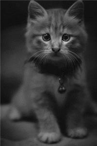 Kitten
