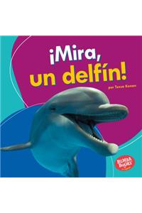 ¡mira, Un Delfín! (Look, a Dolphin!)