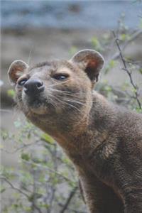 Fossa Hunting Cat Checking Things Out Journal